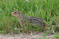Ictidomys tridecemlineatus