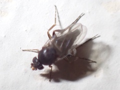 Phorinae