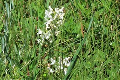 Platanthera blephariglottis