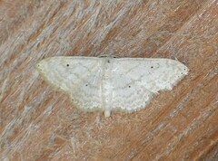Scopula benitaria