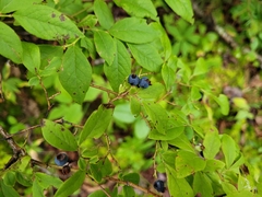 Vaccinium myrtilloides