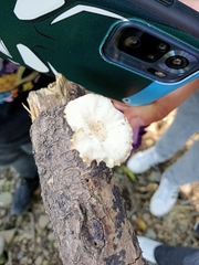 Oudemansiella