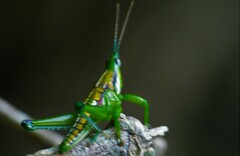 Sphenarium