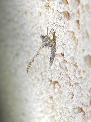 Callibaetis