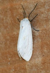 Pygarctia flavidorsalis