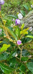 Brunfelsia