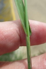 Echinochloa colona