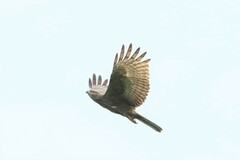 Pernis ptilorhynchus