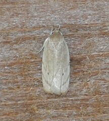 Antaeotricha haesitans