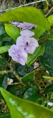 Brunfelsia