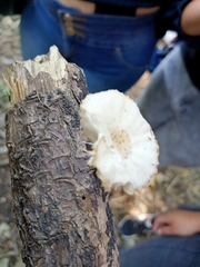 Oudemansiella