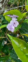 Brunfelsia