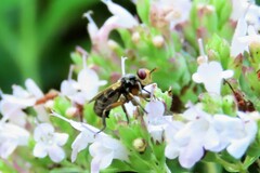 Thecophora