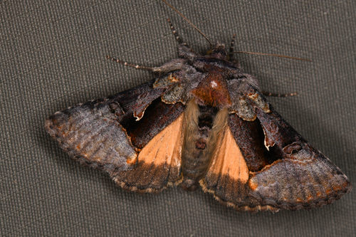 Syngrapha borea