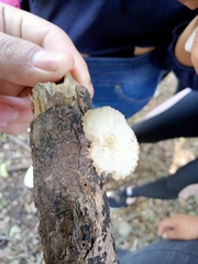 Oudemansiella