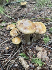 Basidiomycota