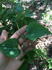Dioscorea