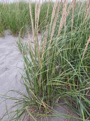 Plantae