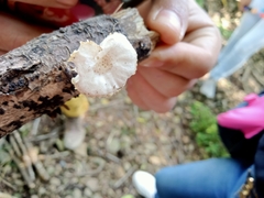 Oudemansiella