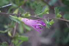 Ipomoea stans