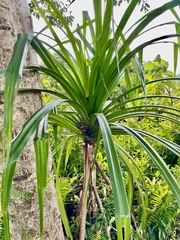 Pandanus tectorius