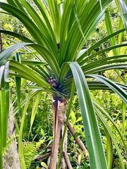 Pandanus tectorius