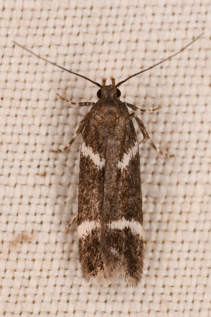Chionodes lugubrella