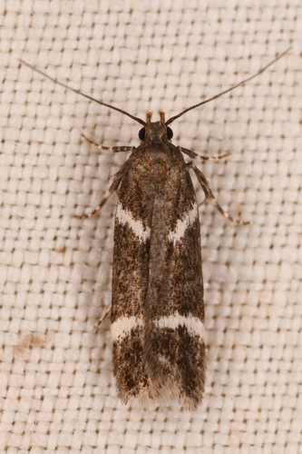 Chionodes lugubrella