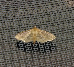 Herpetogramma