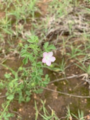 Pavonia zeylanica