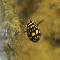 Thermonectus marmoratus