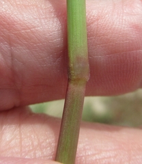 Echinochloa colona