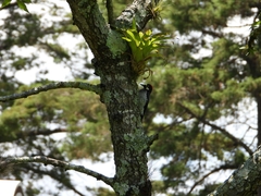 Melanerpes formicivorus