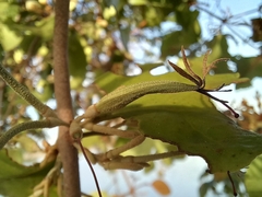 Scurrula