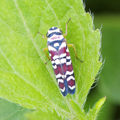 Agrosoma placetis