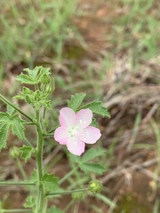 Pavonia zeylanica