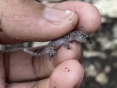 Hemidactylus turcicus