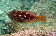 Notolabrus gymnogenis