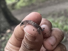 Hemidactylus turcicus