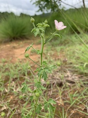 Pavonia zeylanica