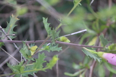 Ipomoea stans