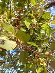 Scurrula