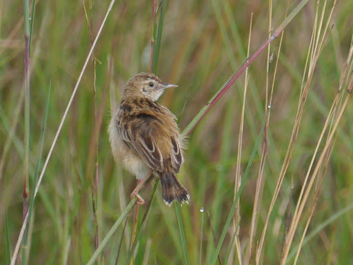 Pectoral-patch Cisticola illustration