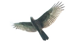 Pernis ptilorhynchus