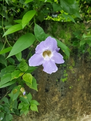 Thunbergia grandiflora