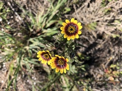 Osteospermum monstrosum