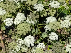 Peucedanum japonicum