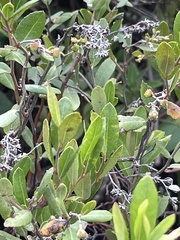 Chamaedaphne calyculata