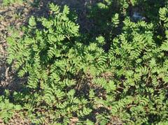 Tribulus terrestris