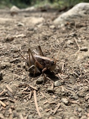 Anabrus simplex